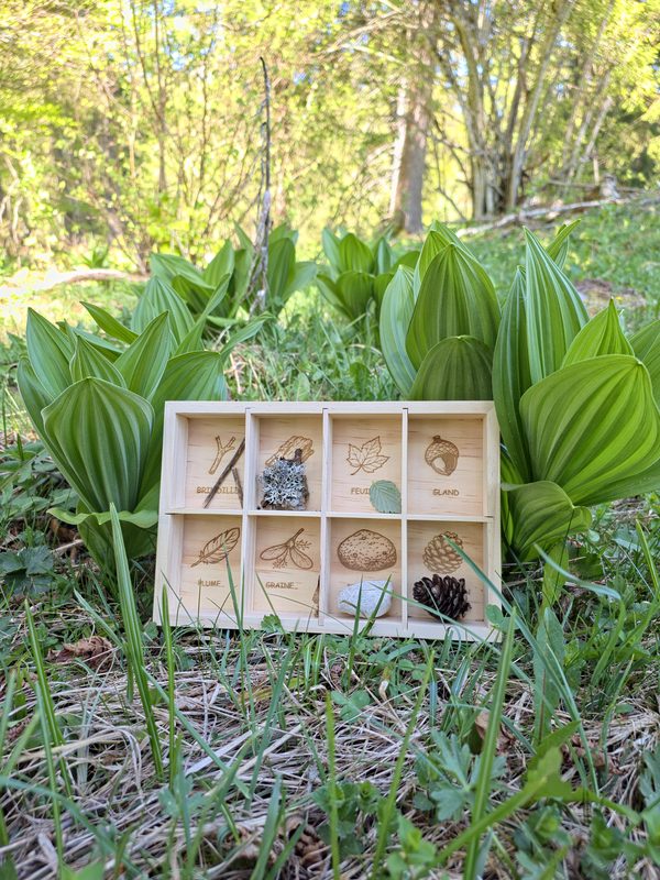 Trésor de la Forêt vue d'ensemble